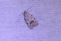 Symmoca signatella
