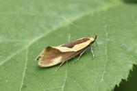 Harpella forficella