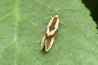 Harpella forficella