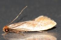 Tinea semifulvella