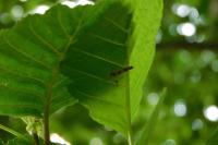 Stathmopoda pedella