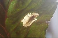 Phyllonorycter rajella