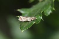 Celypha lacunana
