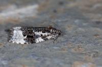 Apotomis turbidana