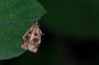 Archips crataegana