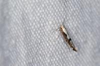 Argyresthia conjugella