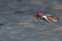 Caloptilia stigmatella