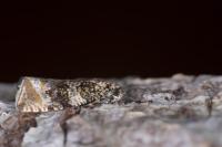 Celypha lacunana