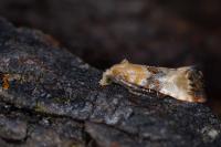 Eupoecilia angustana
