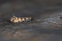 Phyllonorycter