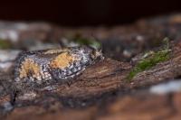Ptycholomoides aeriferanus