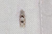 Epinotia bilunana