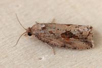 Endothenia quadrimaculana