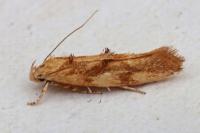 Mompha ochraceella