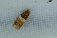 Epinotia festivana