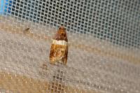 Epinotia festivana