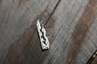 Ethmia pusiella/candidella