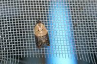 Acleris variegana
