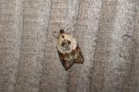 Acleris variegana