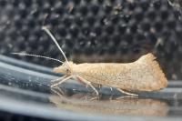 Ypsolopha alpella