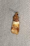 Epinotia festivana