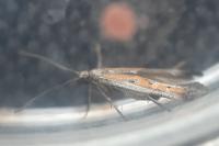 Ochromolopis ictella