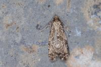Morophaga choragella