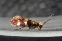 Micropterix aglaella