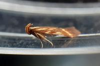Metzneria aprilella