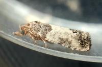 Spilonota ocellana