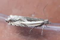 Ancylis apicella