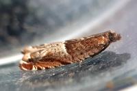 Ancylis sparulana