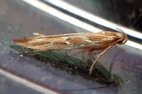 Pyroderces argyrogrammos