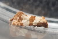 Phalonidia contractana