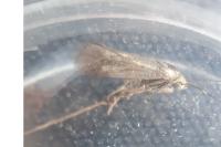 Brachodes funebris