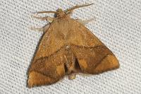 Apoda limacodes