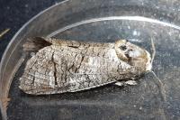 Cossus cossus