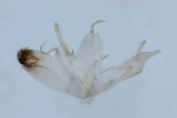 Emmelina monodactyla