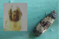 Cochylichroa atricapitana