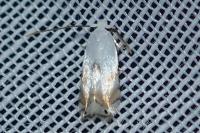 Pseudopostega crepusculella