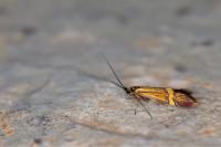 Nemophora scopolii