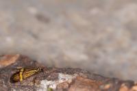 Nemophora scopolii