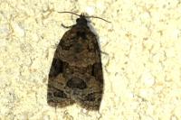 Apotomis semifasciana