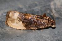 Hedya nubiferana