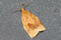 Archips rosana