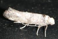 Paraswammerdamia albicapitella