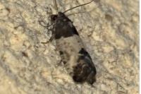 Spilonota ocellana