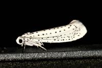 Yponomeuta evonymella