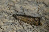 Glyphipterix thrasonella