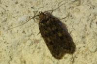 Hofmannophila pseudospretella